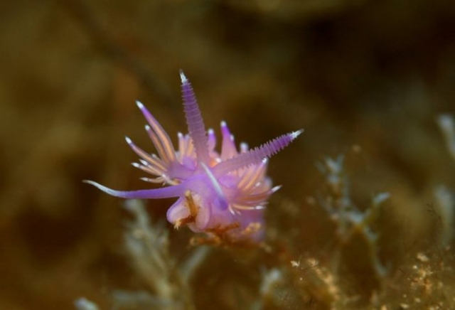  Fiore marino 